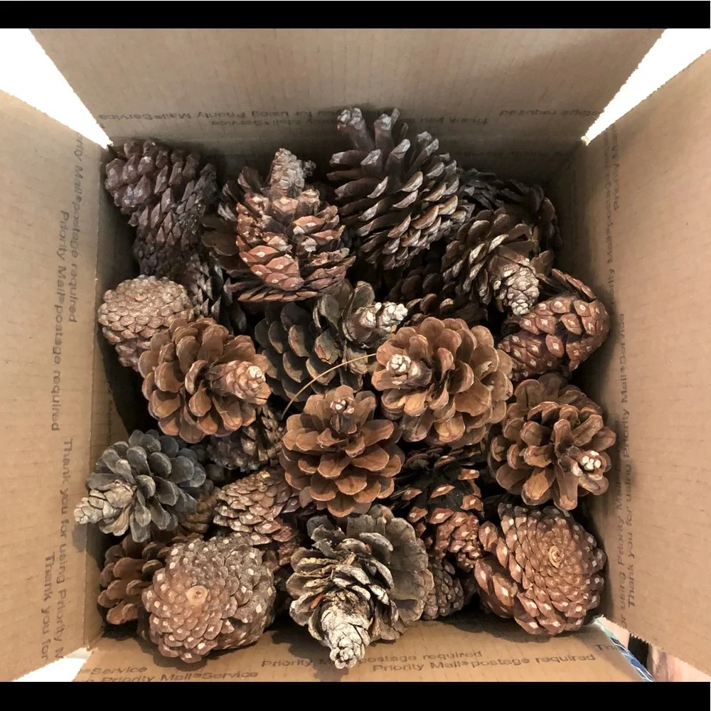 80+PINE CONES All natural holiday wreath making